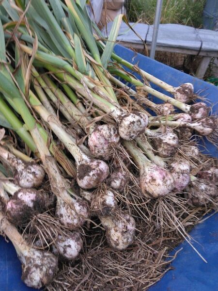 鳥取県産 農薬不使用 生ニンニク土付き Sサイズ1kg