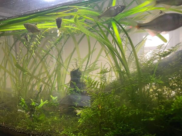 水草 無農薬 ウィローモス (水の中で5cm四方に広がるくらい)