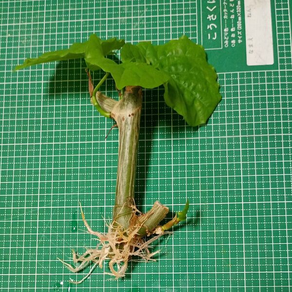 ウンベラータ②