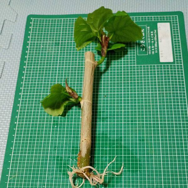 ウンベラータ⑤