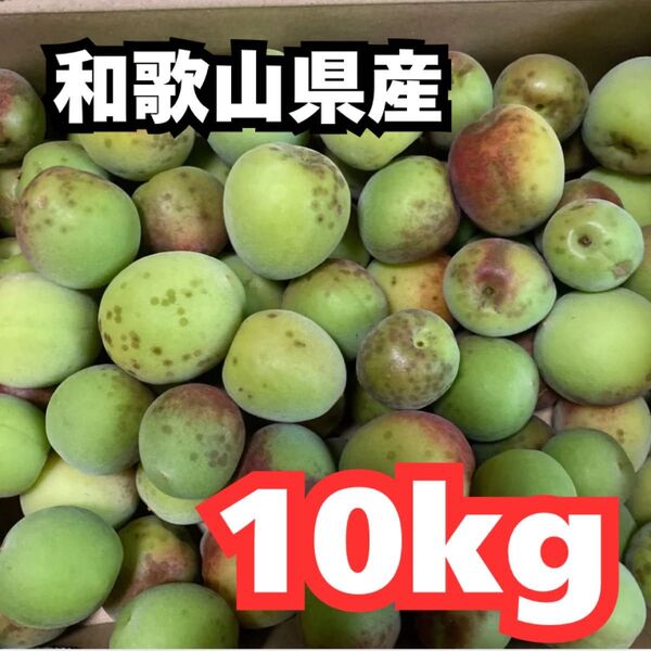和歌山県産 梅 10㎏ 南高梅 青梅 うめ 梅ジュース 梅シロップ 梅酒