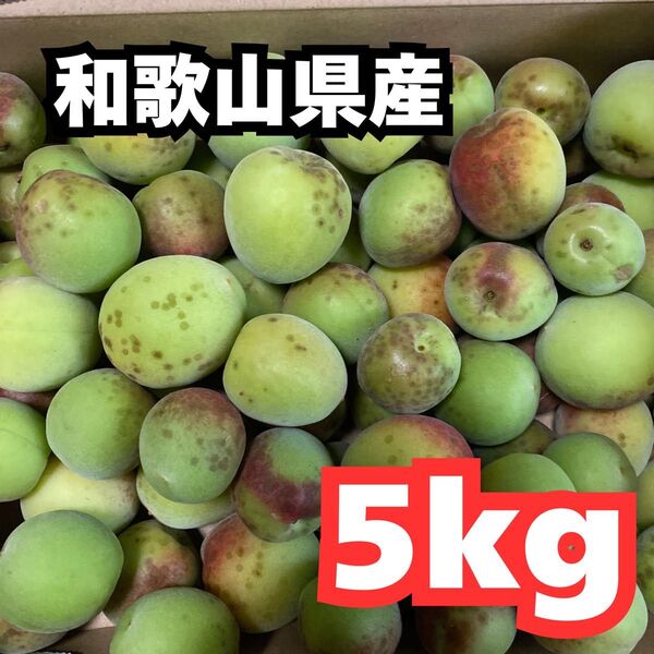 梅 5kg 和歌山県産 青梅 梅干し 梅酒 梅ジュース