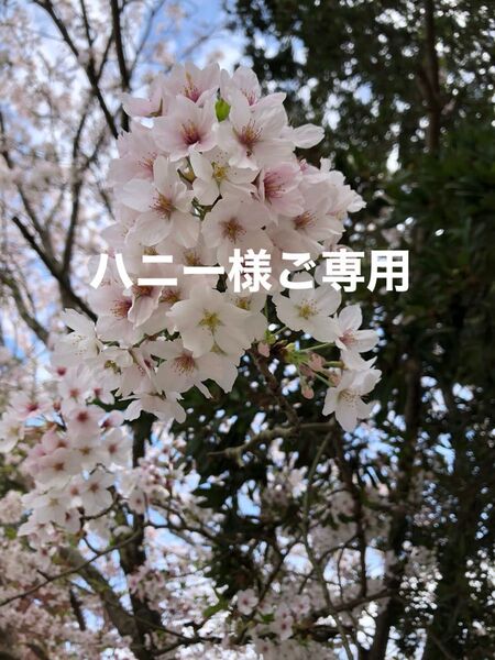 ハニー様ご専用 プリザーブドフラワー仏花 一対 花器付 胡蝶蘭