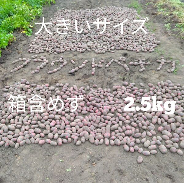 グラウンドペチカ 100g以上 2.5kg