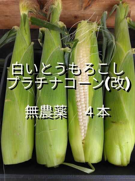 白いとうもろこし 4本 プラチナコーン