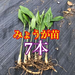 みょうが 7本 みょうが苗 無農薬