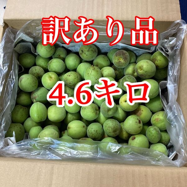 梅 青梅 4.6キロ 訳あり品 無農薬