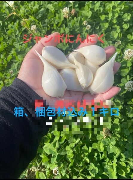 ジャンボにんにく 箱、梱包材込み1キロ 栽培期間中 農薬、化学肥料不使用