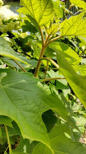 紫陽花 カシワバアジサイ 挿し穂2本