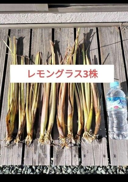 新鮮 レモングラス苗 3本 根付き