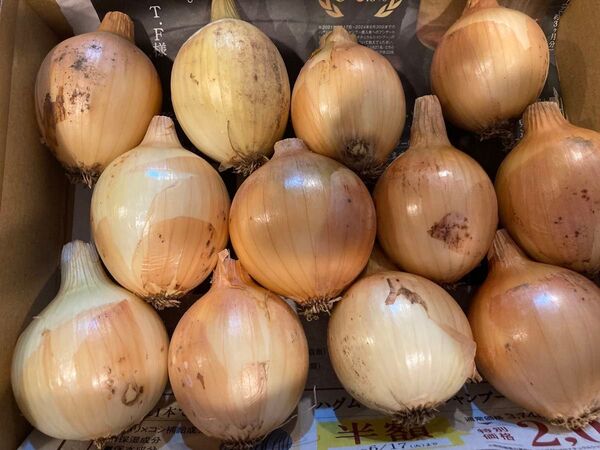 新玉ねぎ 小玉 栽培期間中農薬不使用 コンパクトボックス