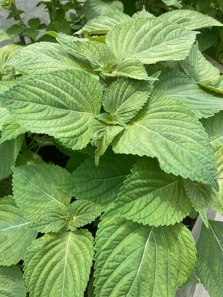 えごまの葉 エゴマの葉 100枚 栽培期間中農薬不使用