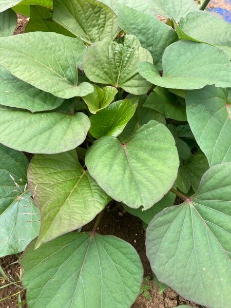 安納芋 紅はるか 苗 各5本 計10本 農薬不使用
