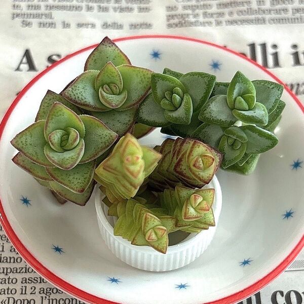 多肉植物 クラッスラ 星シリーズ カット苗