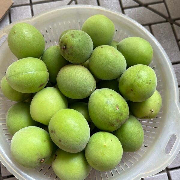 青梅 未農薬 1キロ 南高梅 Lサイズ