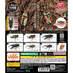 いきもの大図鑑 くわがた10全7種セット
