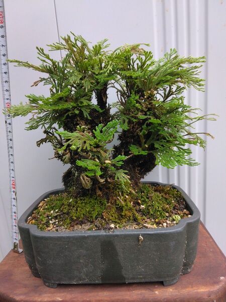 岩松盆栽、岩桧葉、観葉植物