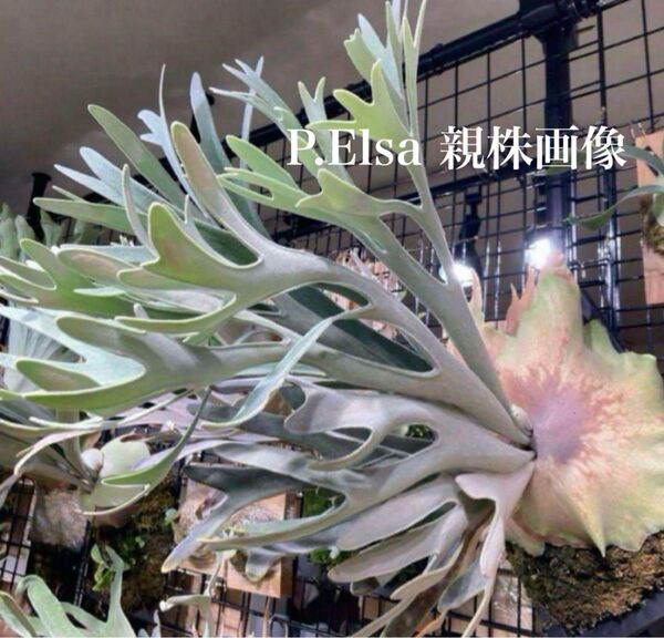 ビカクシダセット15種 エルサocなど