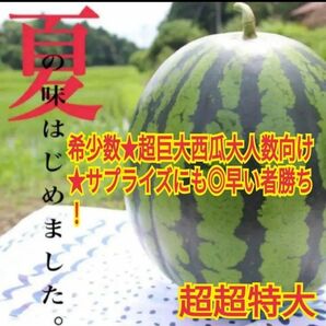 一日一玉限定★西瓜の匠厳選鳥取ブランド西瓜(訳あり特大〜超超特大))
