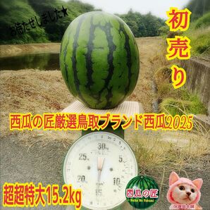先着1名様!6/8初売り初物 西瓜の匠厳選鳥取ブランド西瓜(希少サイズ超超特大15.2kg) 甘くてシャリ感強め