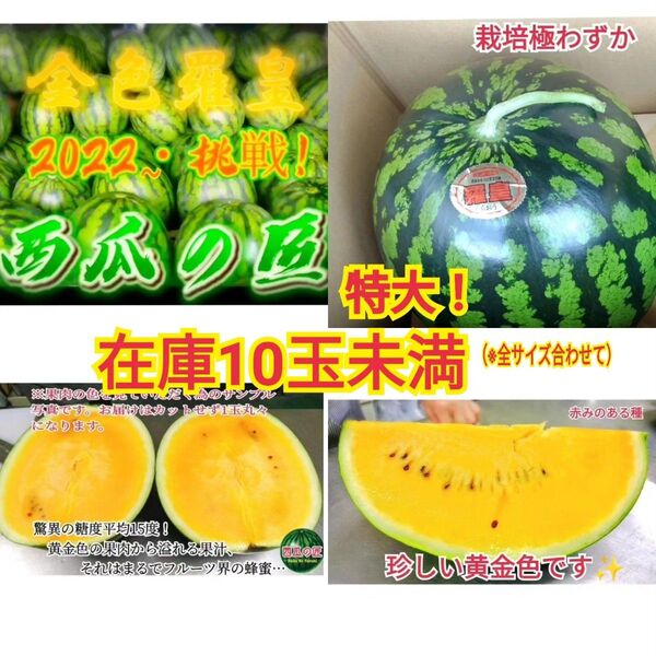 数量限定/栽培超難度品種/西瓜の匠2022〜挑戦の西瓜 御予約殺到お早目にどうぞ(特大1玉入り)