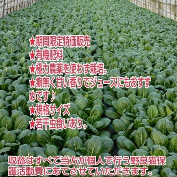 家計応援大容量80サイズ箱満タン★鮮度抜群収穫即日配送!あま〜い小松菜3kg