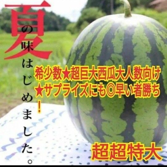 数量限定!西瓜の匠元祖サプライズBIGスイカ超超特大 店頭入手困難想い出作りに♪