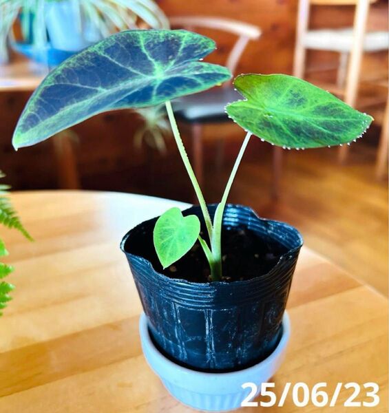 コロカシア イラストリスc 観葉植物 クワズイモ 苗 ガーデニング ネコポス匿名