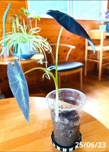 コロカシア イラストリス 観葉植物 クワズイモ 苗 ガーデニングA 抜き苗ネッコホス発送