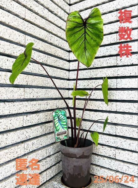 Colocasia pharaoh's maskコロカシア ファラオマスク新芽複数株