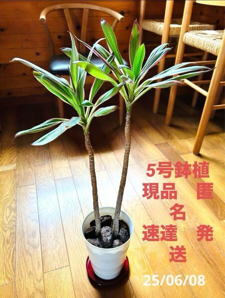 現品 極希少 コルジリネ サンゴ 5号鉢植え