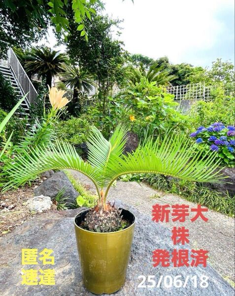 現品 蘇轍 ソテツ 新芽 大株 5号鉢植えB