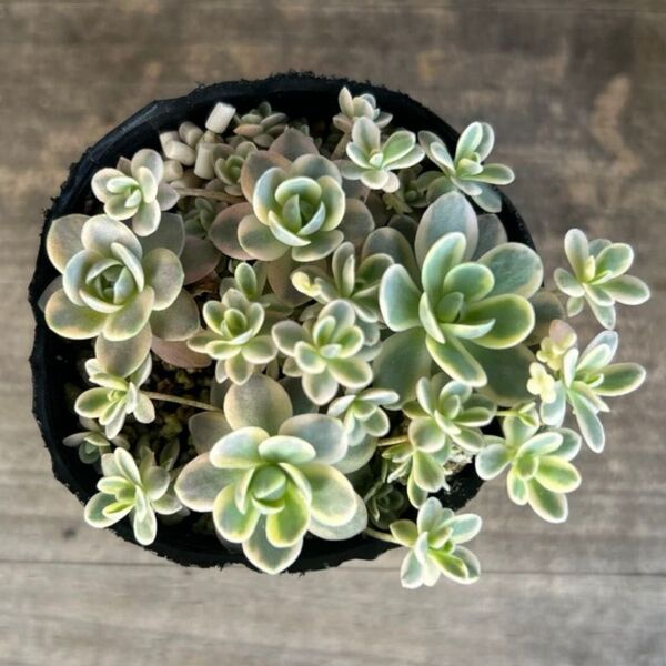 多肉植物*子持ち蓮華錦 鏡花*②