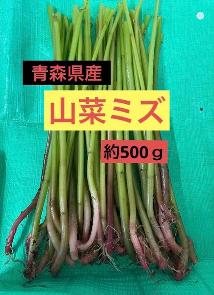 6/16.17採れたて!青森県産天然ミズ 山菜みず約500g