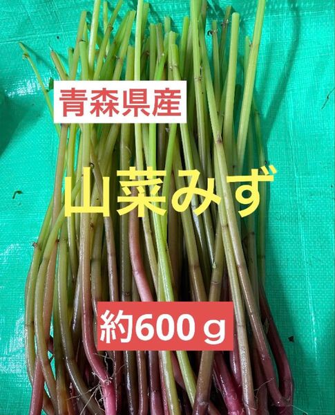 採れたて!6/19発送青森県産天然みず山菜ミズ約600g