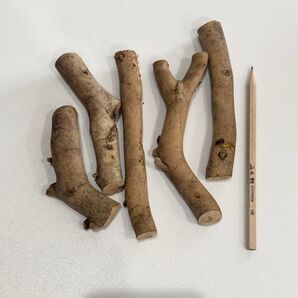 椿 つばきの木 枝 かじり木 止まり木 小動物 ストレス発散に 8