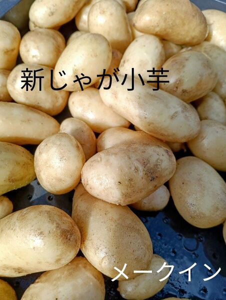 新じゃが芋 ネコポスいっぱい