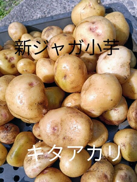 新じゃが芋 ネコポスいっぱい