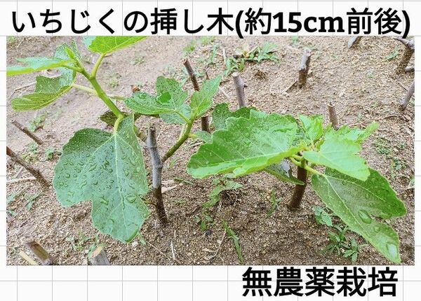 【2本】いちじくの挿し木/農薬不使用