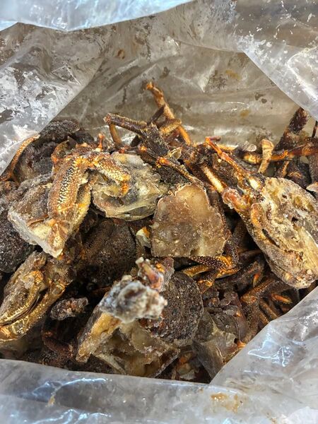 石鯛 餌 冷凍伊勢海老アタマ四つ割り 100個