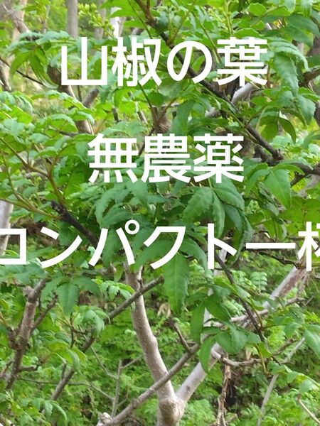 山椒の葉 無農薬 コンパクト一杯