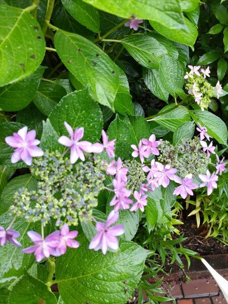 紫陽花挿し木用2本(根は付いてません)ピンク