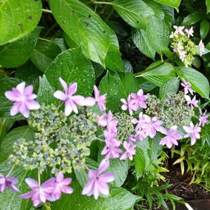 ダンスパーティー紫陽花挿し木用2本(根は付いてません)ピンク