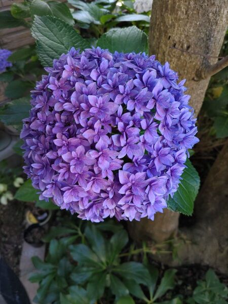 紫陽花挿し木用2本(根は付いてません)