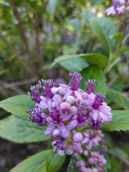 紫陽花ピンクとブルーの合わせて2本挿し木用(根は付いてません。)