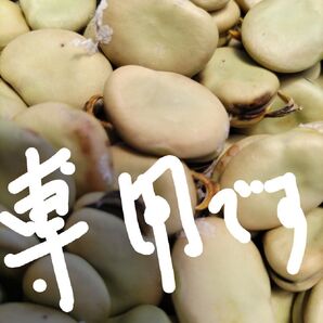 長崎県産ソラマメの種無農薬(大、小様々150粒程)こちらはご購入専用になります