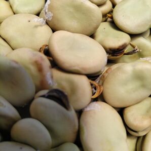 長崎県産無農薬ソラマメの種(60粒程)大、小様々です