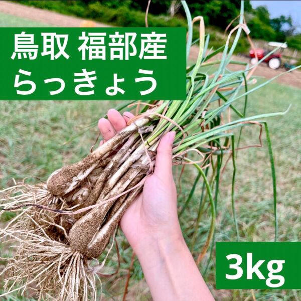 鳥取県産 らっきょう 福部 砂丘 3kg