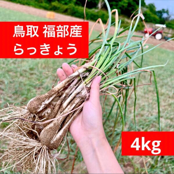 らっきょう 鳥取県 福部産 5kg ふくべ 砂丘
