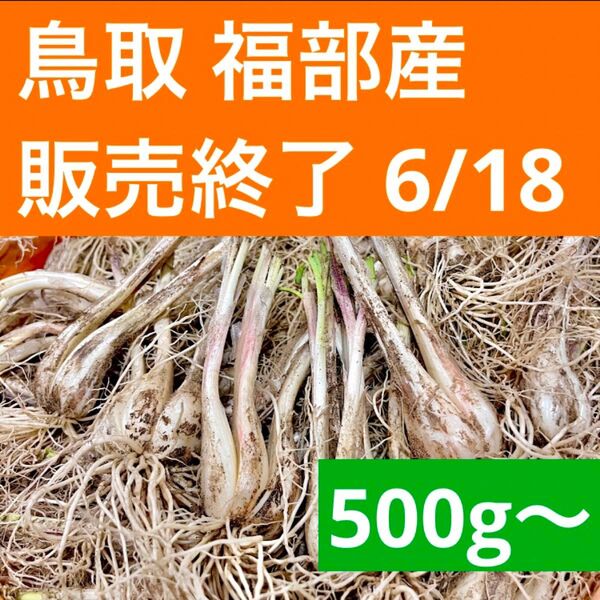 らっきょう 鳥取県産 福部 砂丘 ラッキョウ 500g お試し